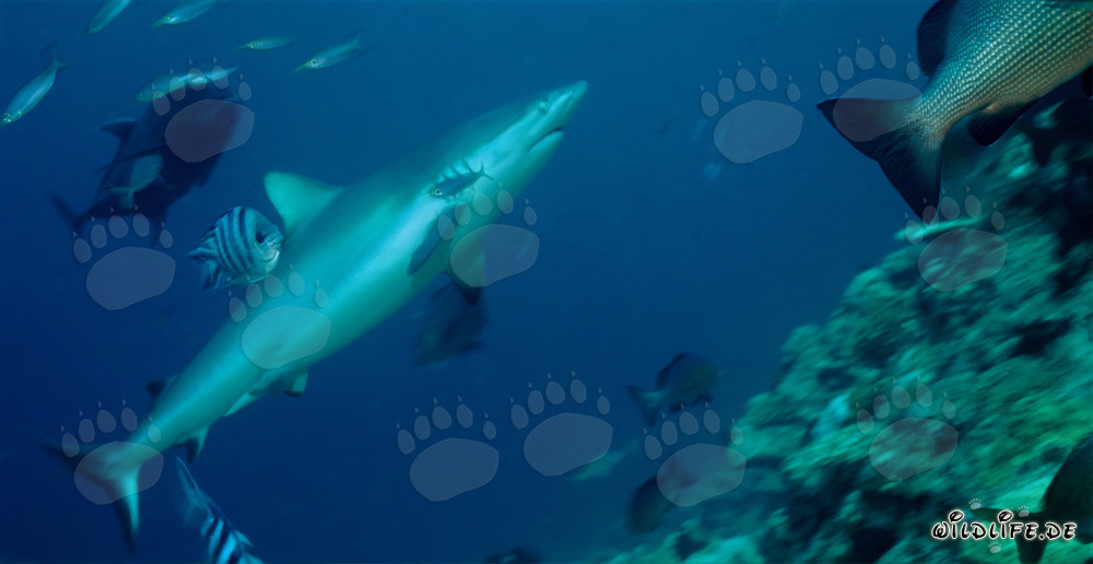 Gray reef shark gracefully swims through the crystal-clear water
