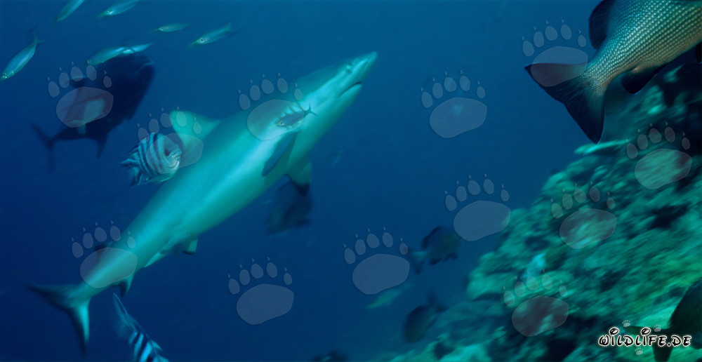 Requin gris de récif nage élégamment dans l'eau cristalline