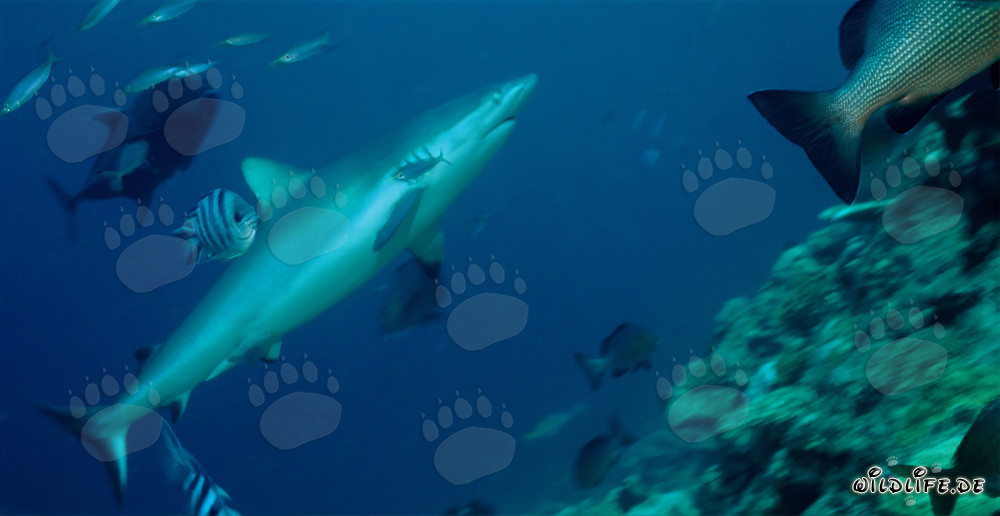 Tiburón gris de arrecife nada elegantemente en el agua cristalina