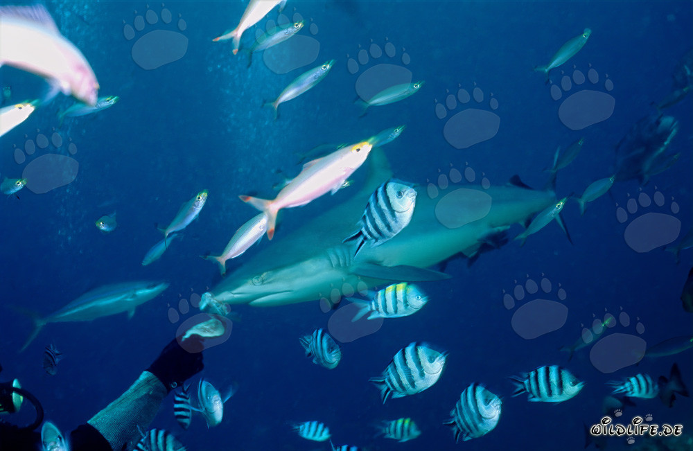 Gray reef shark observing diver with fish bait
