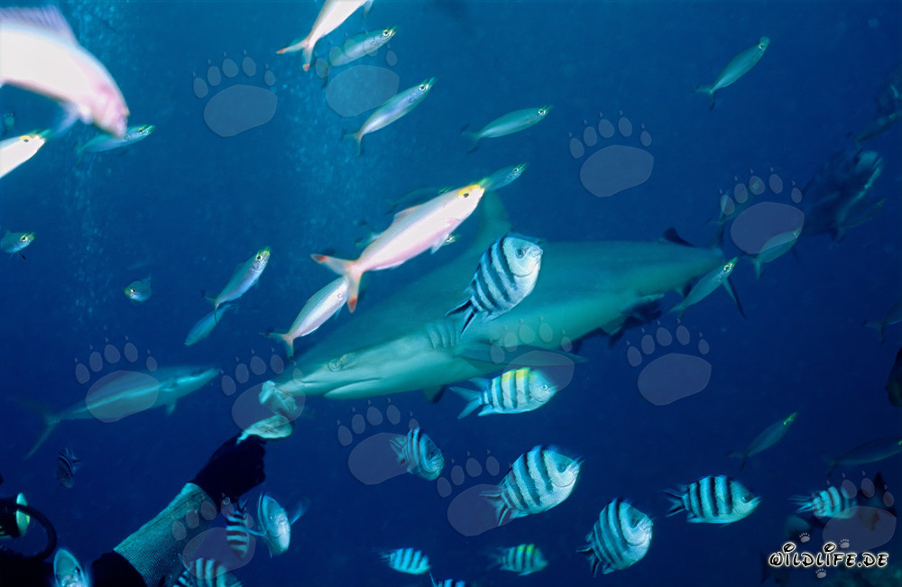 Requin de récif gris observe les plongeurs avec un appât pour poissons