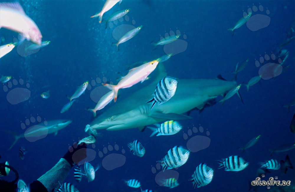 Squalo grigio della barriera corallina osserva i subacquei con esca per pesci