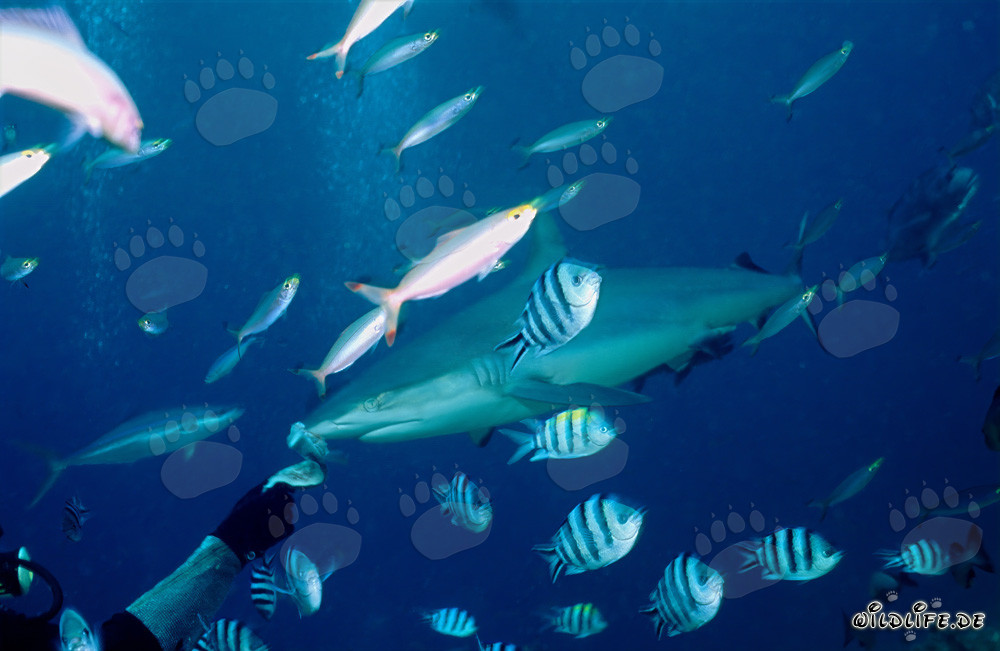Tiburón de arrecife gris observa buceadores con cebo de pescado