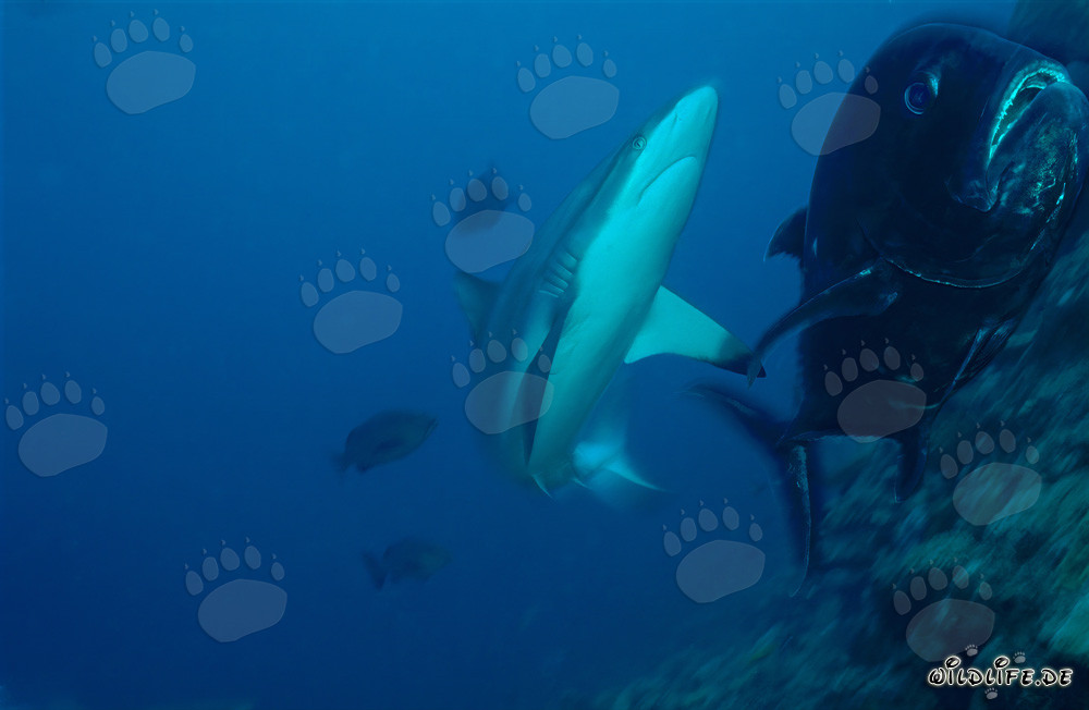 Faszinierender Grauer Riffhai und Dickkopf-Makrele in der atemberaubenden Unterwasserwelt von Fiji