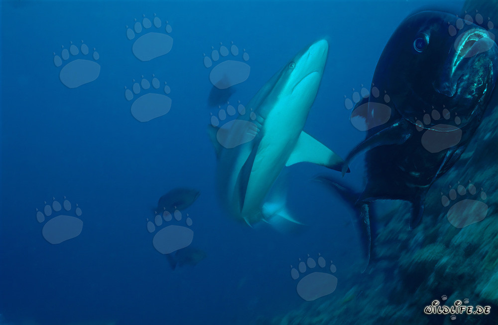 Fascinating Gray Reef Shark and Bigeye Trevally in the Stunning Underwater World of Fiji