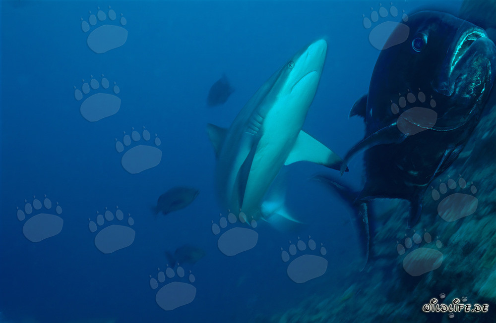 Requin gris fascinant et maquereau à grosse tête dans le monde sous-marin époustouflant de Fidji