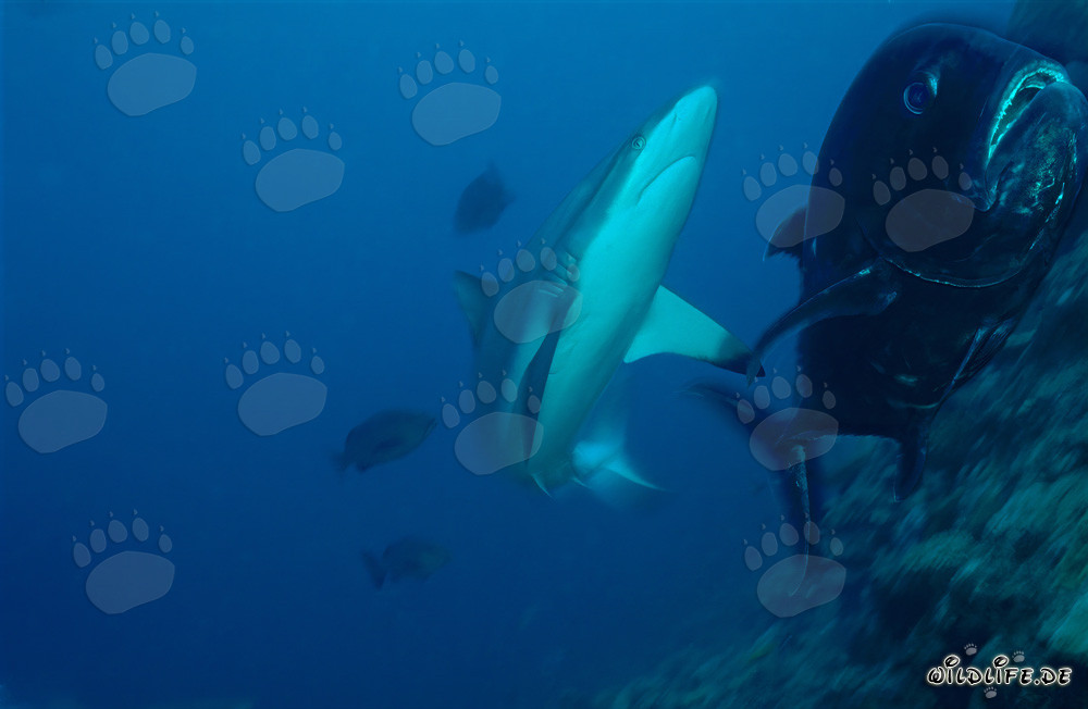 Affascinante squalo grigio del reef e sgombro a testa grossa nell'incredibile mondo sottomarino di Fiji