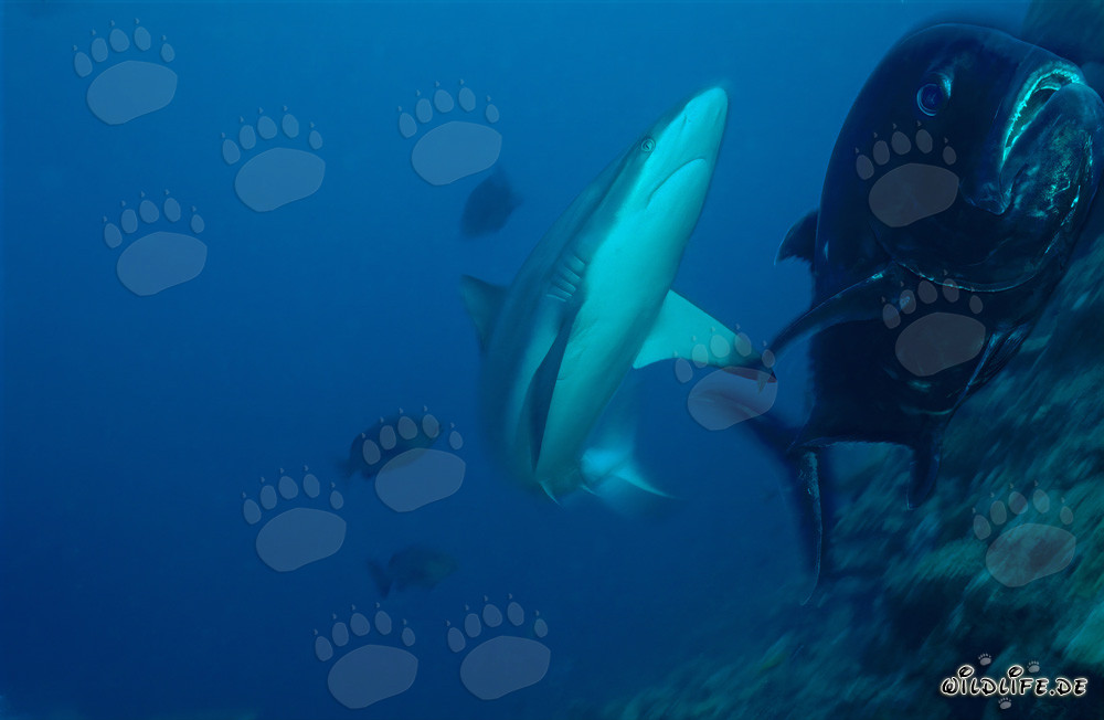 Fascinante tiburón gris de arrecife y caballa de cabeza grande en el impresionante mundo submarino de Fiji