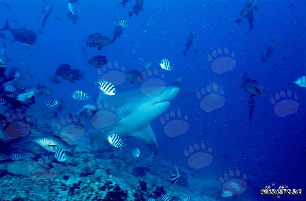 Bull Shark - Dangerous Marine Creature in front of Vibrant Coral Reef
