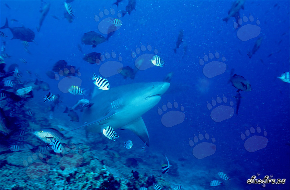 Requin taureau - Créature marine dangereuse devant un récif corallien vivant