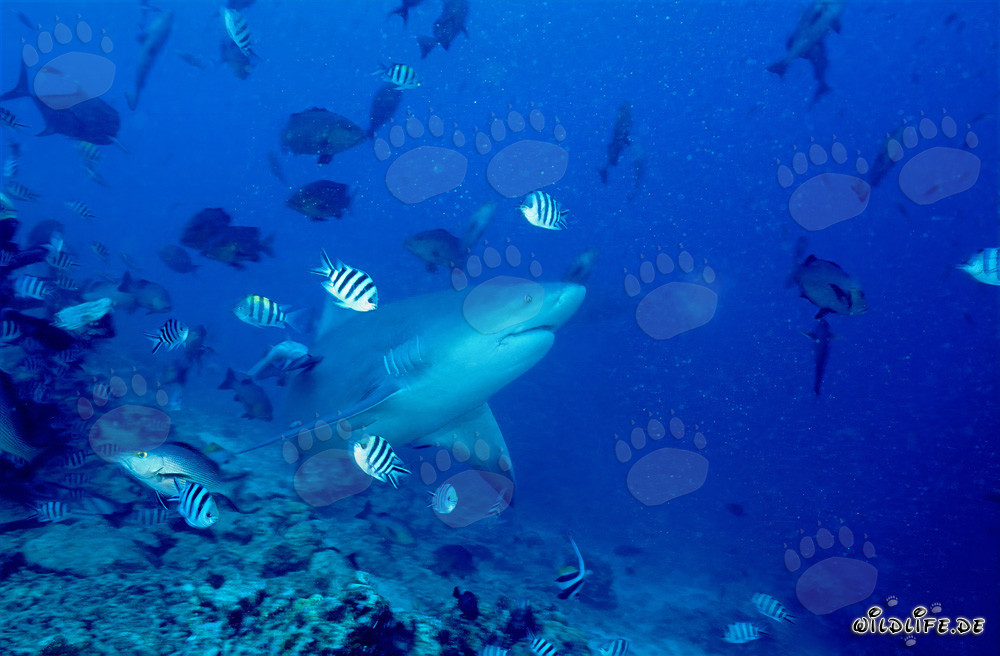 Squalo toro - Pericoloso abitante marino davanti a una barriera corallina viva