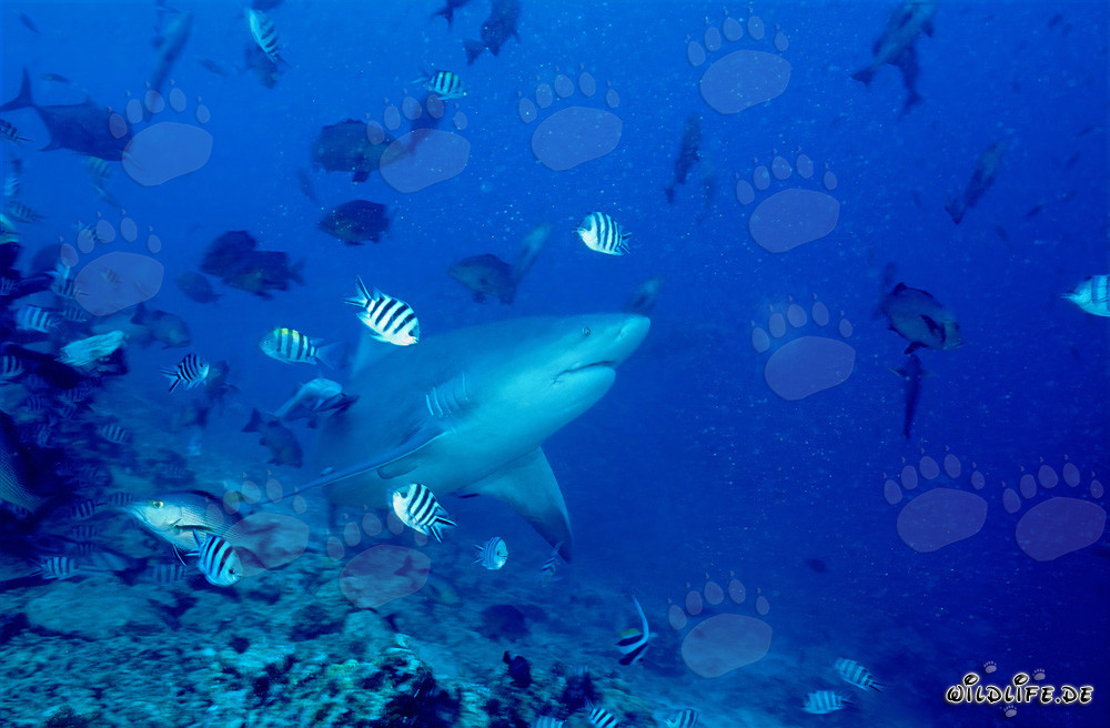 Tiburón toro - Peligroso habitante marino frente a un arrecife de coral vivo