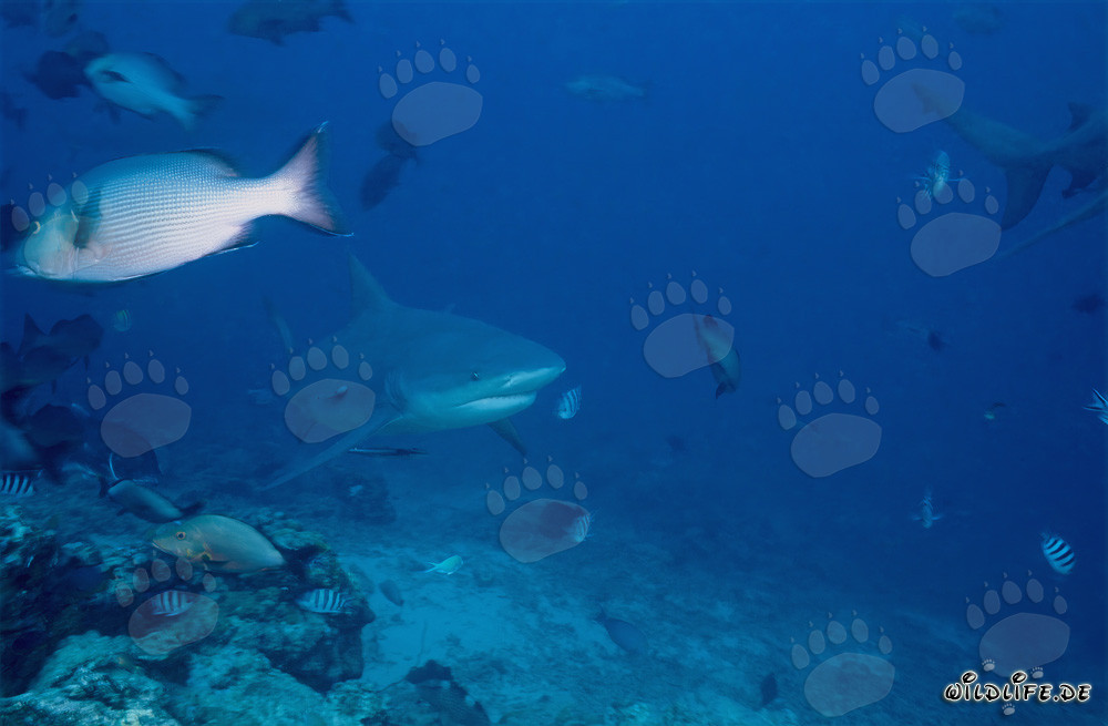 Bull Shark Patrol at Shark Reef