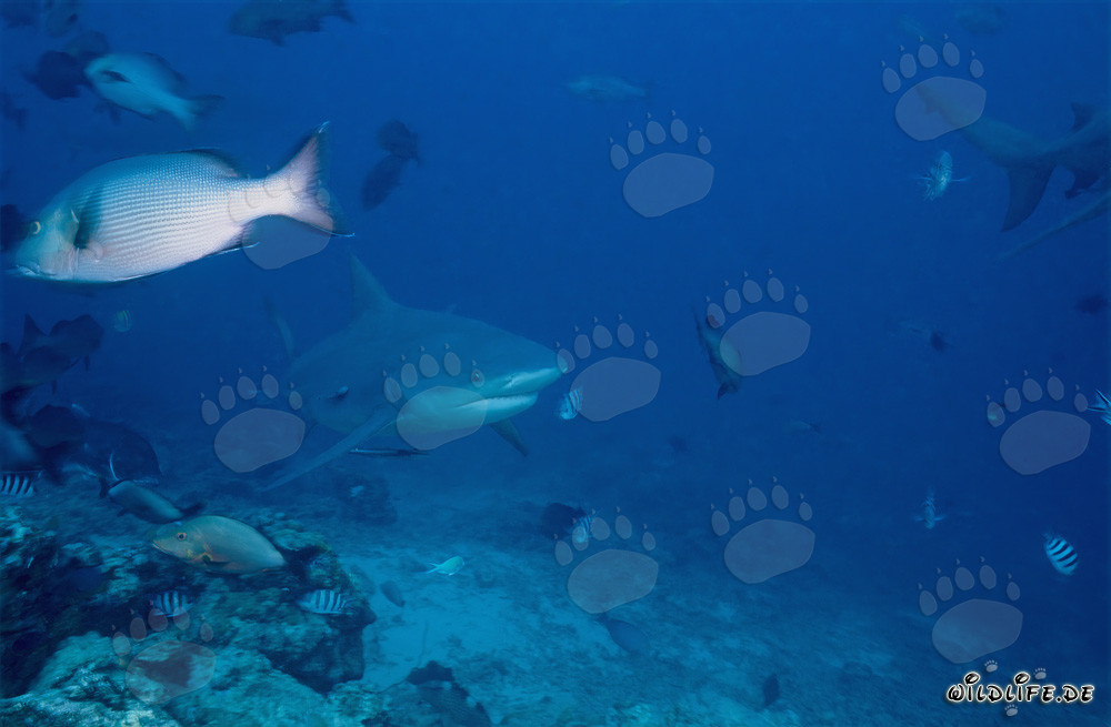 Patrouille de requins taureaux au récif de requins