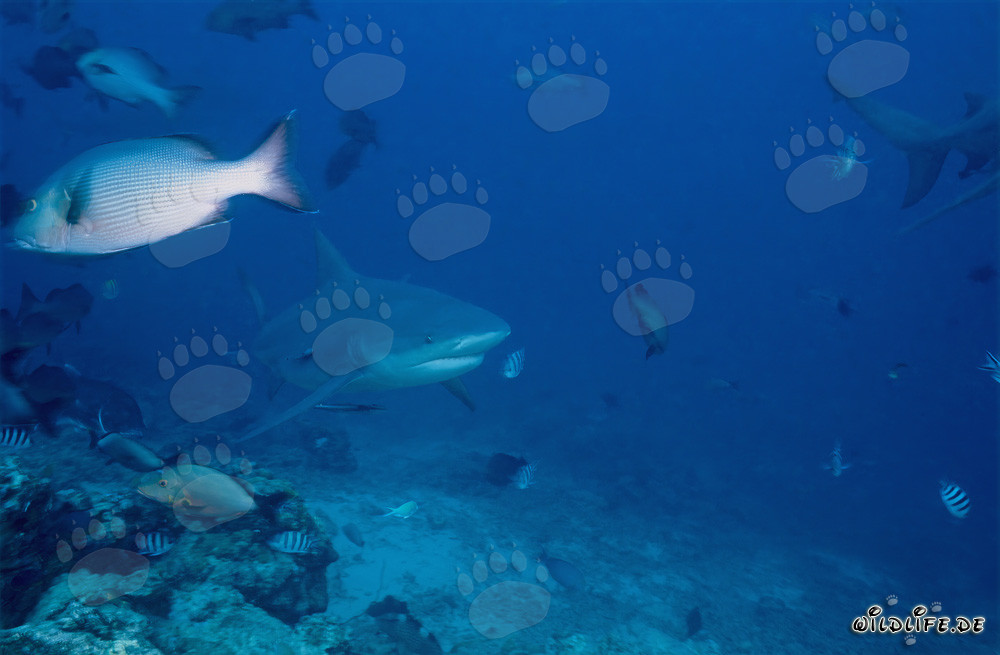 Patrulla de tiburones toro en el arrecife de tiburones