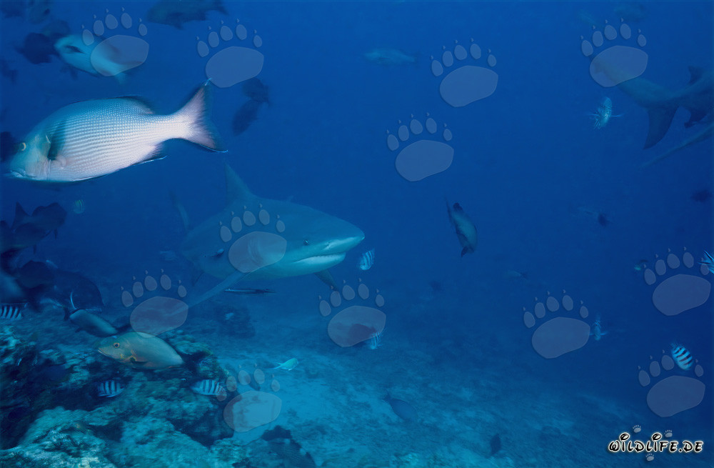 Pattuglia di squali toro alla barriera dei squali