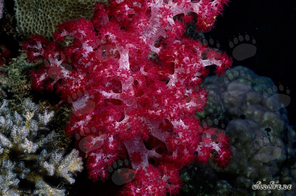 Corail mou rouge lumineux dans le fascinant monde sous-marin de Beqa Lagoon, Fidji