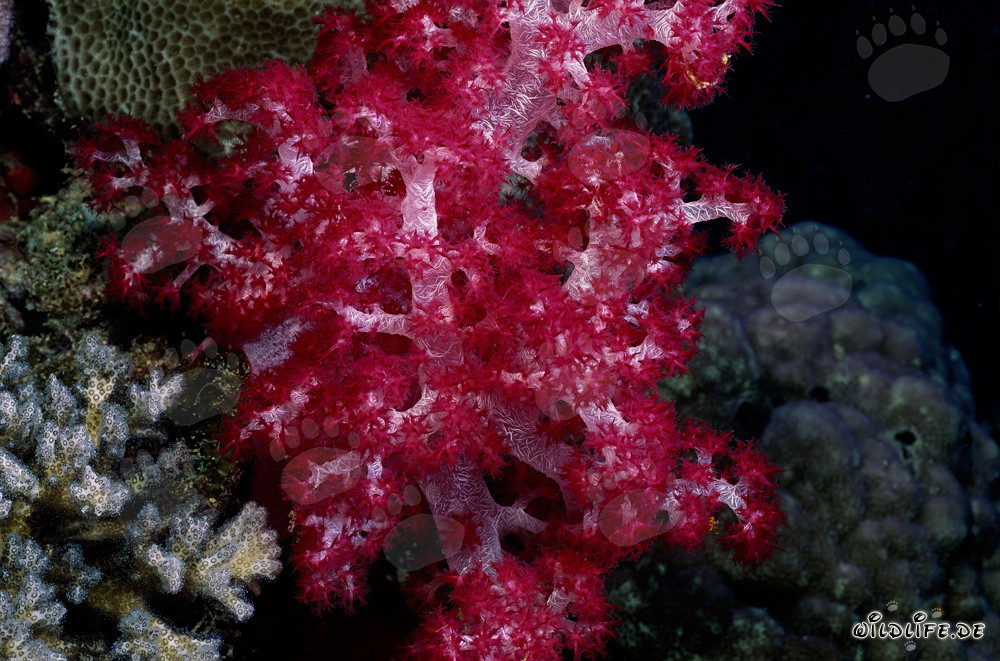 Coral blando rojo brillante en el fascinante mundo submarino de Beqa Lagoon, Fiji