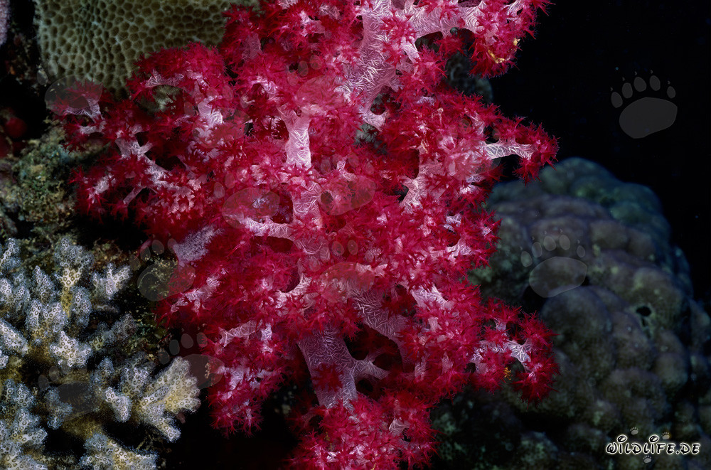 Corallo molle rosso luminoso nel fascinante mondo sottomarino di Beqa Lagoon, Figi