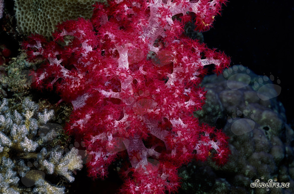 Vibrant red soft coral in the captivating underwater world of Beqa Lagoon, Fiji