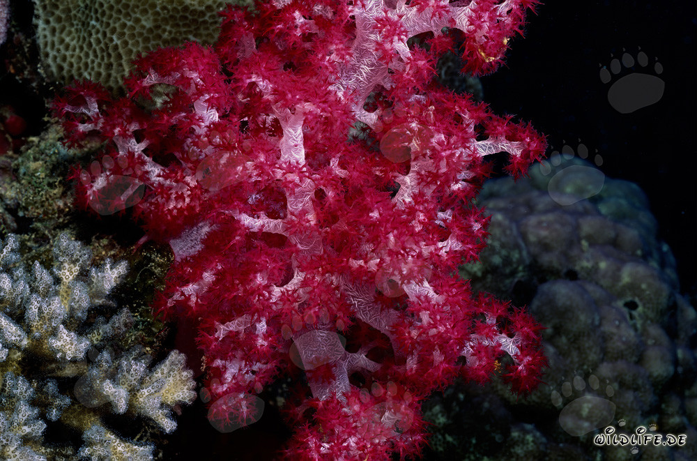 Leuchtende rote Weichkoralle in der faszinierenden Unterwasserwelt von Beqa Lagoon, Fiji