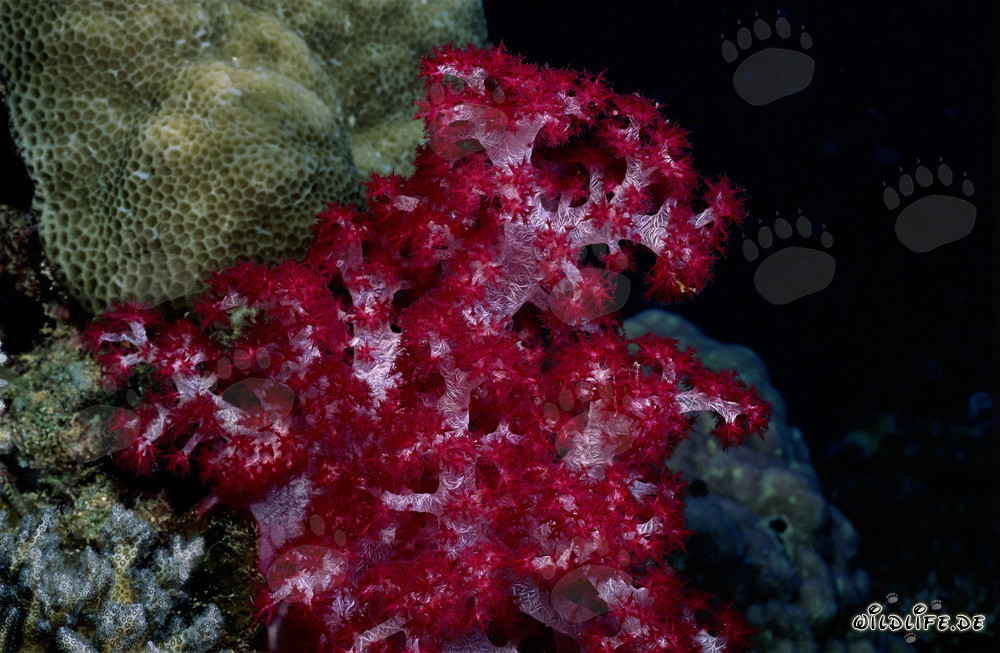 Corail mou rouge vif dans le lagon de Beqa