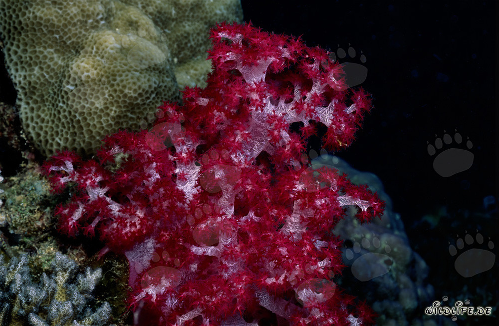 Coral blando rojo brillante en el lago de Beqa