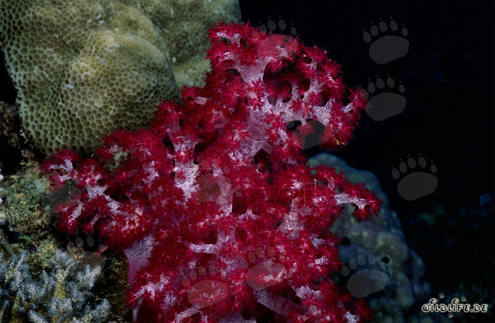 Corallo molle rosso brillante nel laguna di Beqa