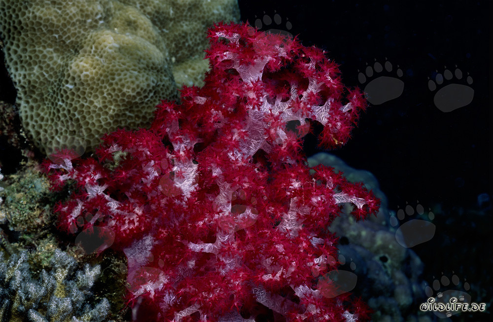 Leuchtend rote Weichkoralle in der Beqa Lagune