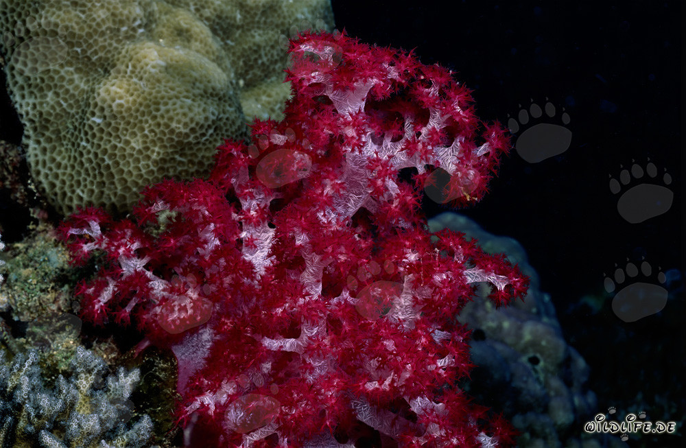 Vibrant Red Soft Coral in Beqa Lagoon