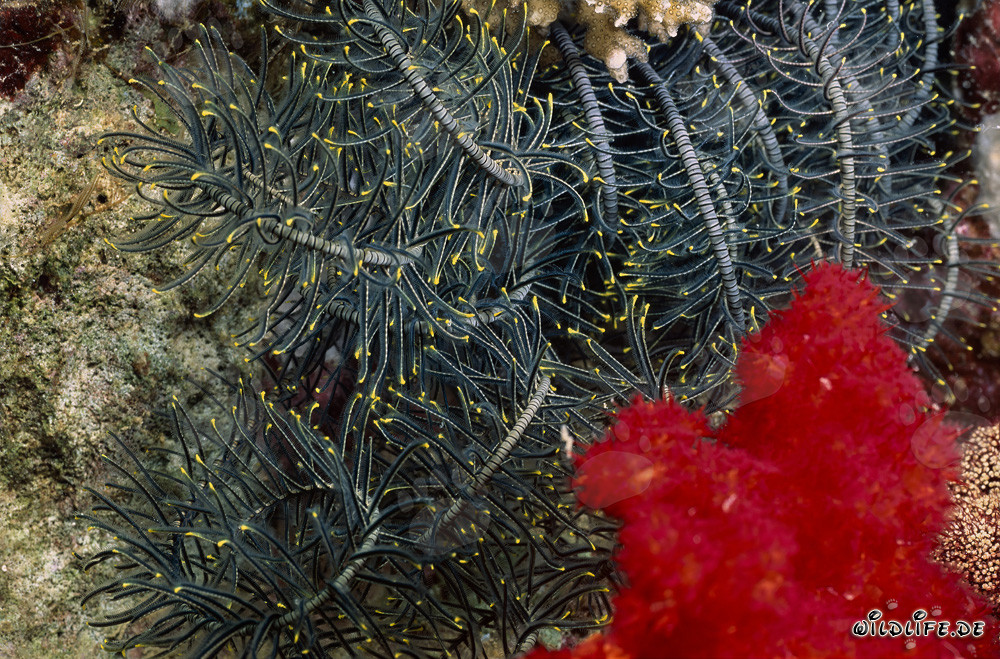 Corail mou rouge vif avec une étoile de mer gracieuse