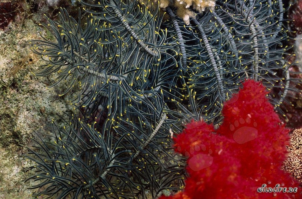 Coral blando rojo brillante con una estrella de mar elegante
