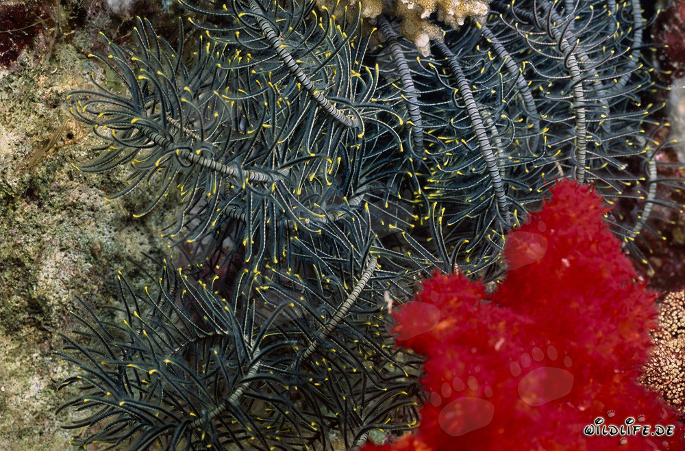 Vibrant red soft coral with graceful feather star