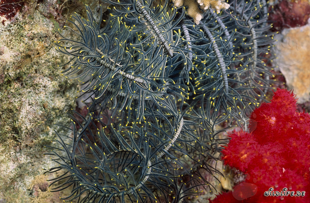 Corail mou rouge lumineux avec étoile de mer plumeuse dans le fascinant récif corallien de Fidji