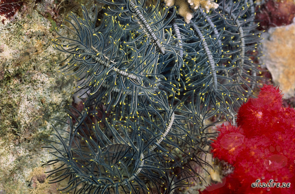 Coral blando rojo brillante con estrella de mar pluma en el fascinante arrecife de coral de Fiji