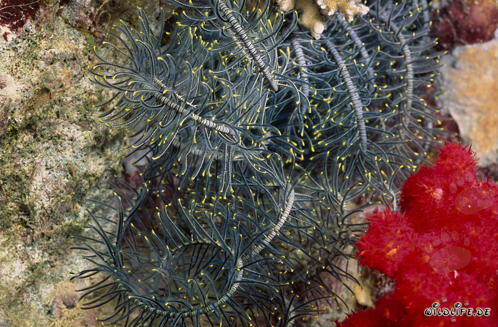 Corallo morbido rosso luminoso con stella marina piumata nel fascinoso reef corallino di Fiji