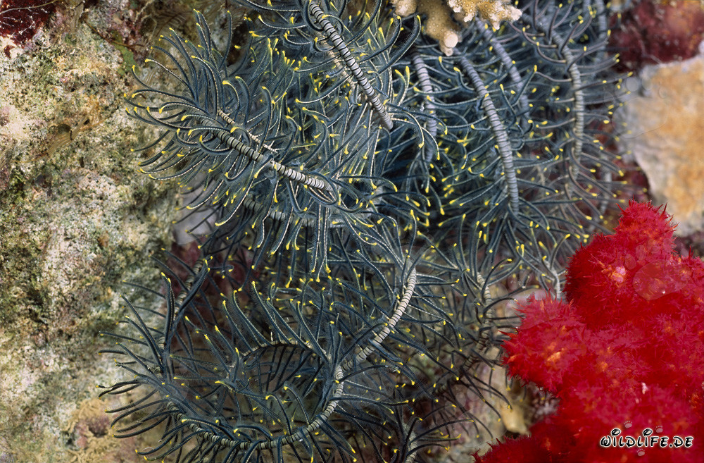 Vibrant Red Soft Coral with Feather Star in the Fascinating Fiji Coral Reef