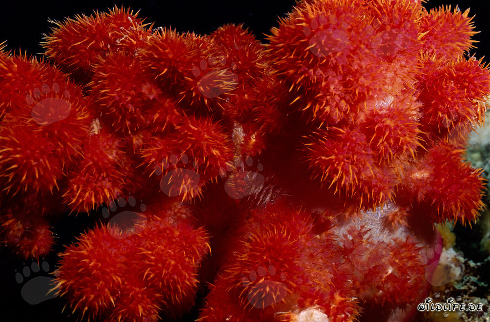 Corail mou rouge lumineux dans l'eau claire de l'océan