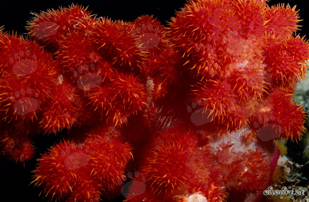 Coral blando rojo brillante en el agua clara del océano