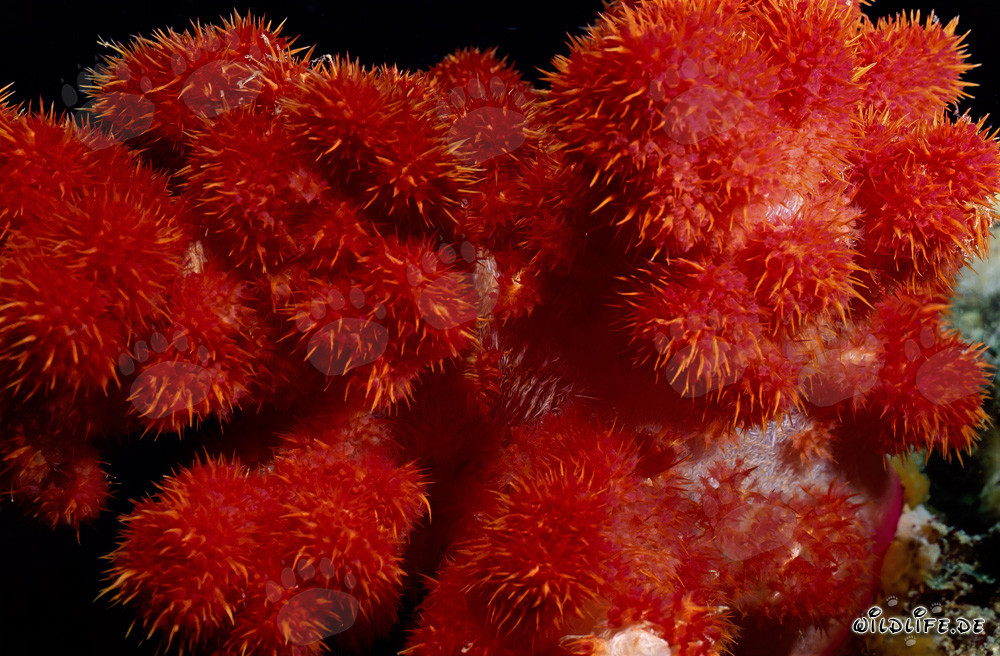 Corallo molle rosso brillante nell'acqua cristallina dell'oceano