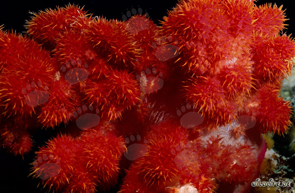 Vibrant red soft coral in crystal clear ocean water