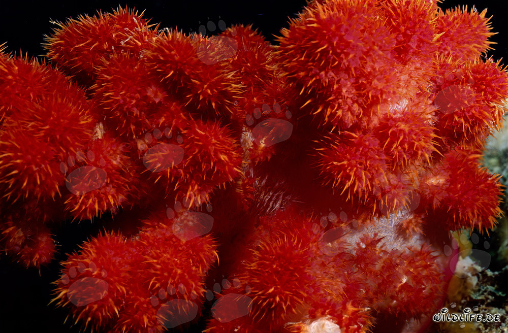 Leuchtend rote Weichkoralle im klaren Ozeanwasser