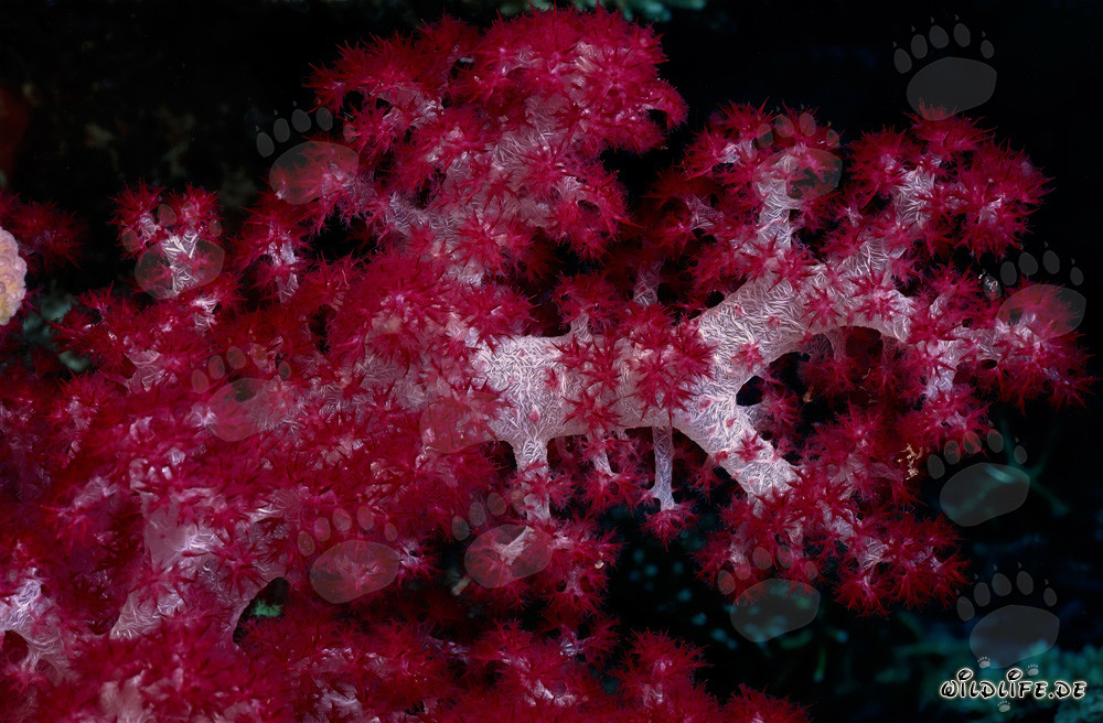 Coral blando rojo brillante en el agua clara del océano