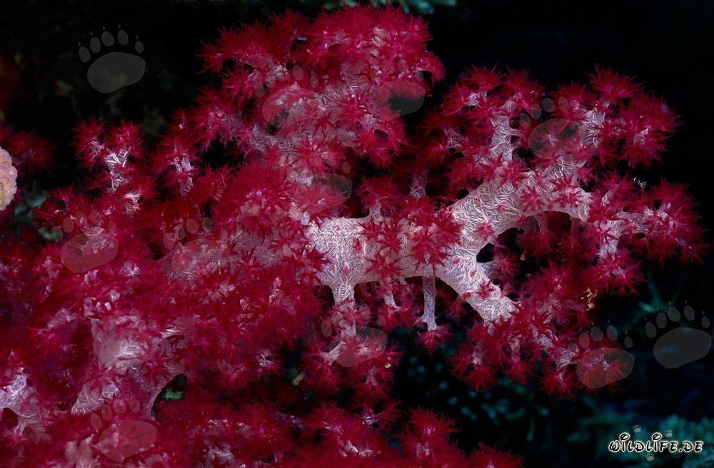 Corallo molle rosso brillante nell'acqua cristallina dell'oceano