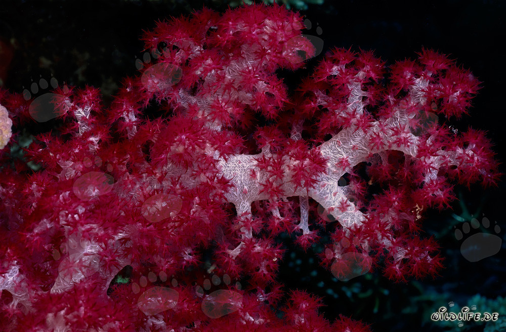 Vibrant red soft coral in crystal clear ocean water