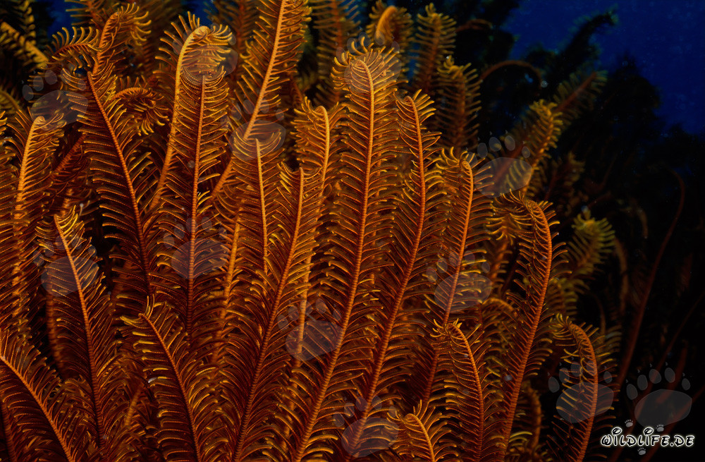 Étoile de mer colorée dans le bleu profond du Pacifique