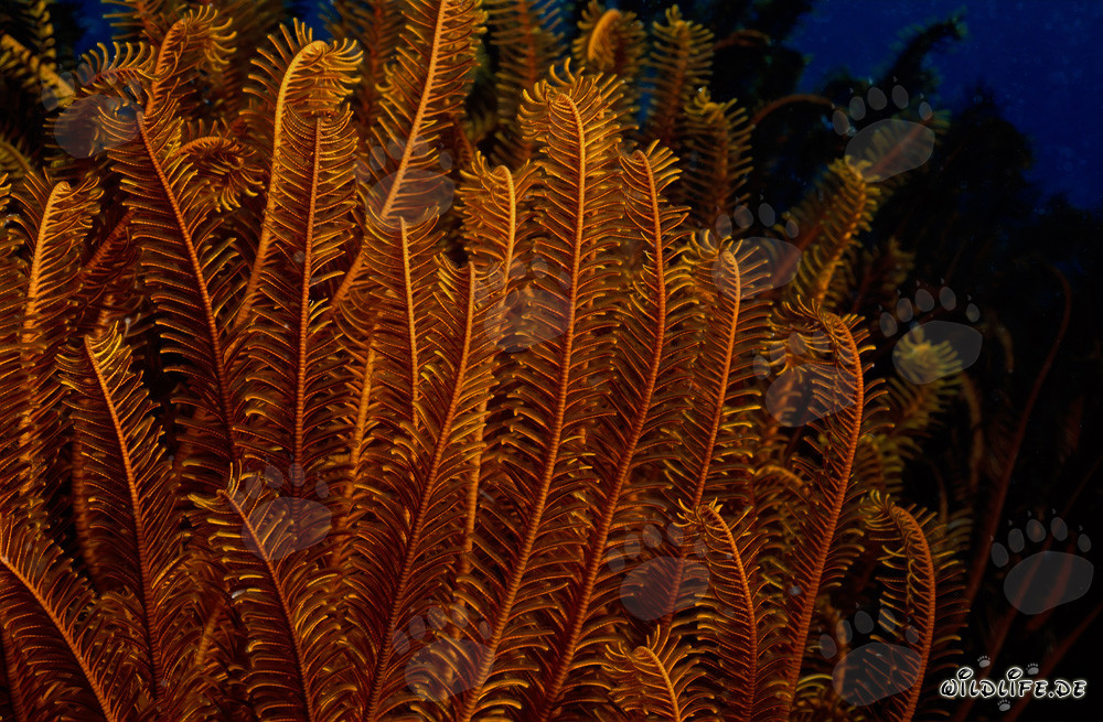 Colorful Feather Star in the Deep Blue Pacific