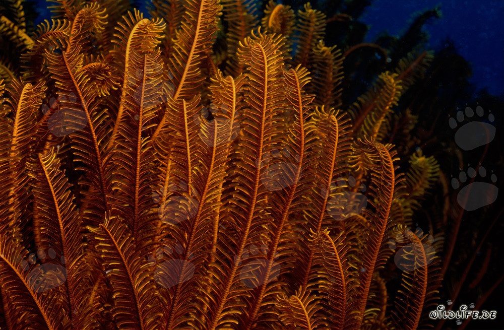 Stella marina colorata nel profondo Pacifico blu