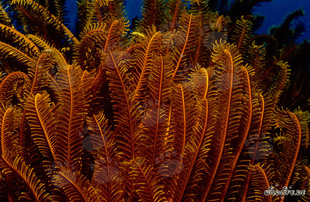 Étoile de mer colorée dans le Pacifique Sud