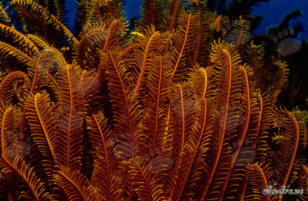 Vibrant Feather Star in the South Pacific